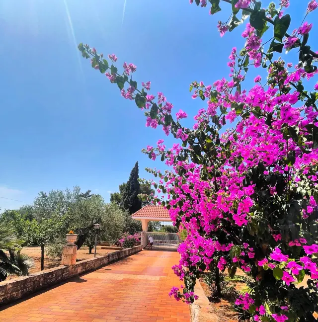 BookNoFees: alojamiento de vacaciones en Castellana Grotte – Un oasis de tranquilidad entre olivos con patio privado